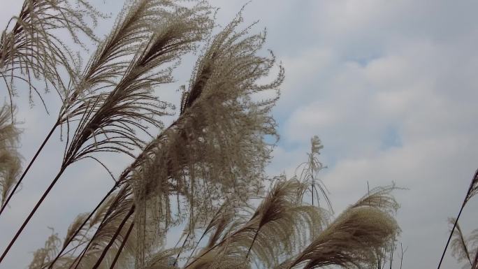 枯萎芦苇植物实拍