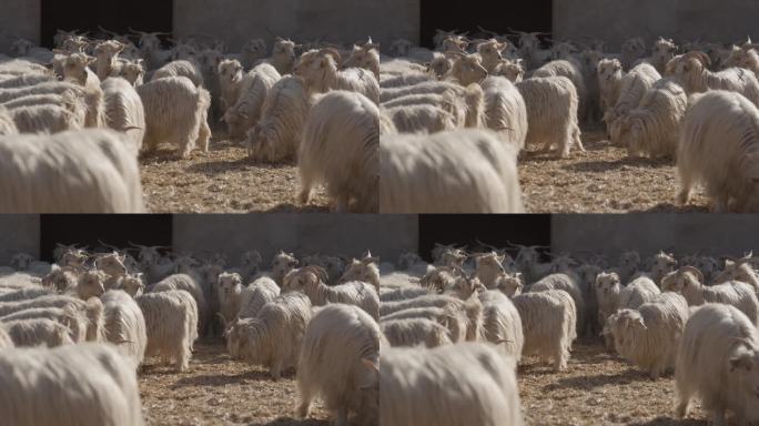 羊在羊圈中