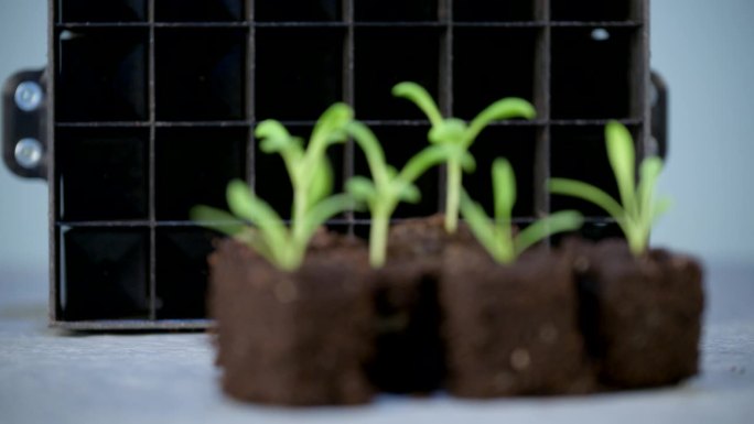 土壤阻塞是一种种子启动技术，它依赖于将种子种植在土壤立方体中，而不是细胞托盘或花盆中。土壤阻断剂是一