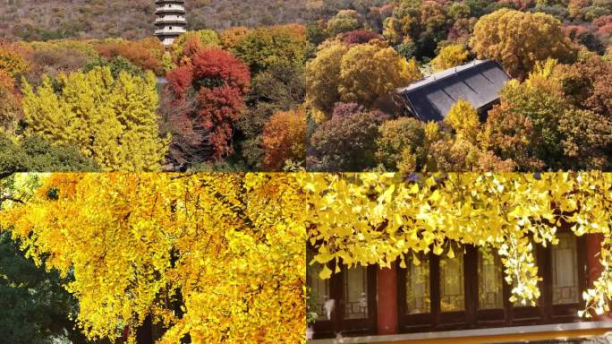 南京紫金山灵谷寺秋天深秋秋景秋色金秋