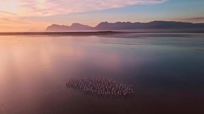 日落时分，一群火烈鸟在平静的泻湖河口上