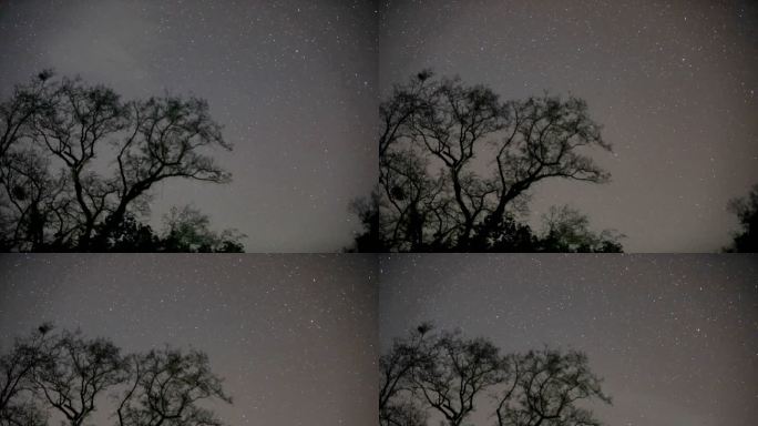 晚上 星空 流星 树梢，星星 繁星