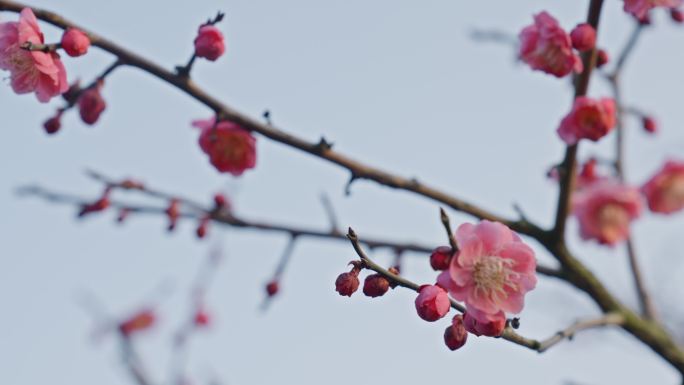 正月里西湖边的梅花