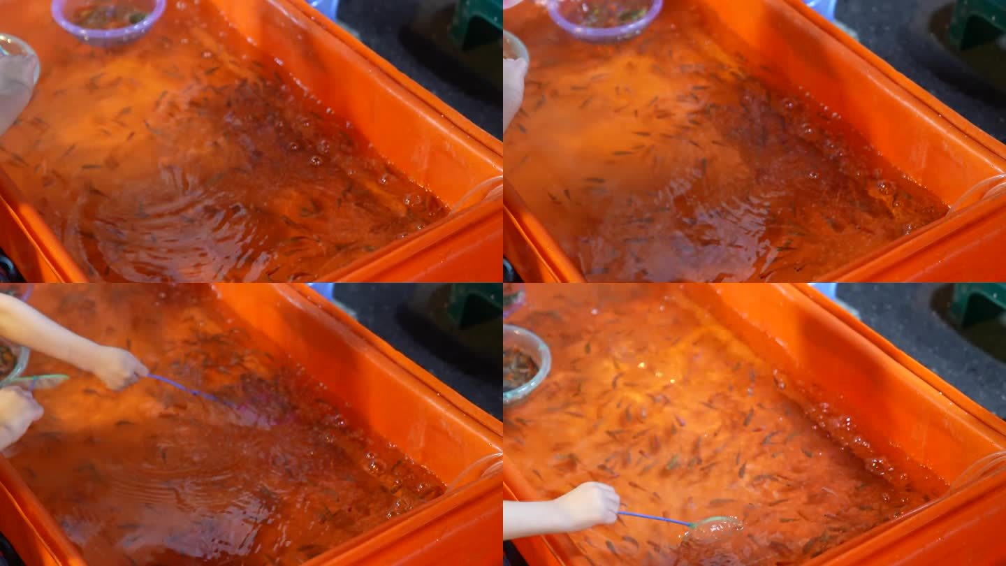 鱼舀游戏在一个橙色的桶