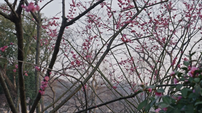 正月里西湖边的梅花