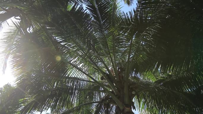 椰子果实长在树上