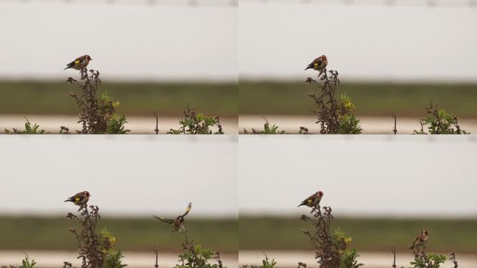 欧洲金翅雀或简称金翅雀(Carduelis Carduelis)在蓟中觅食并飞走