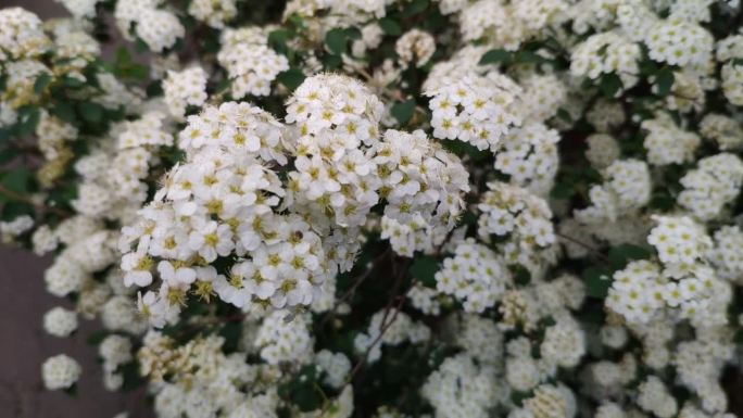 灌木上的白色花朵。小花瓣。春天开花