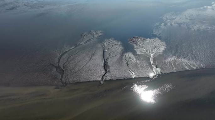 钱塘江大潮观潮潮汐树震撼的大地之树