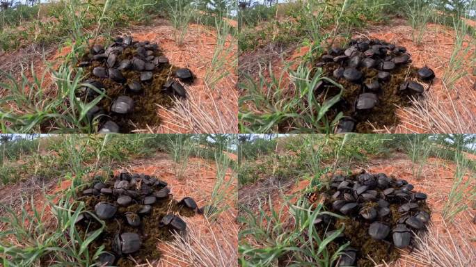 大型蜣螂收集食草动物粪便筑巢和觅食的时间推移，在生态系统养分循环中发挥重要作用。