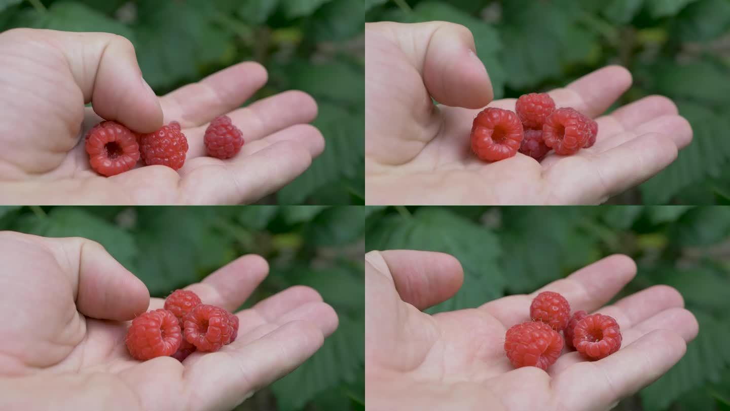 手摘红树莓