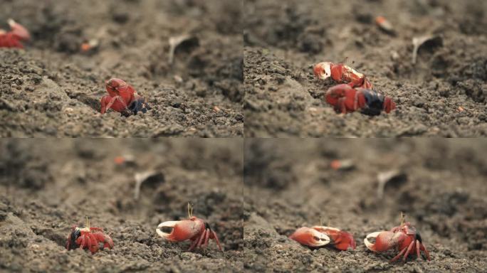 红色招潮蟹