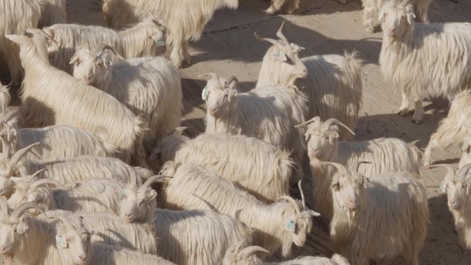 山羊羊群