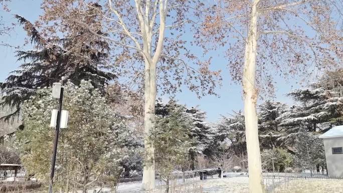 公园树木雪景视频空镜素材
