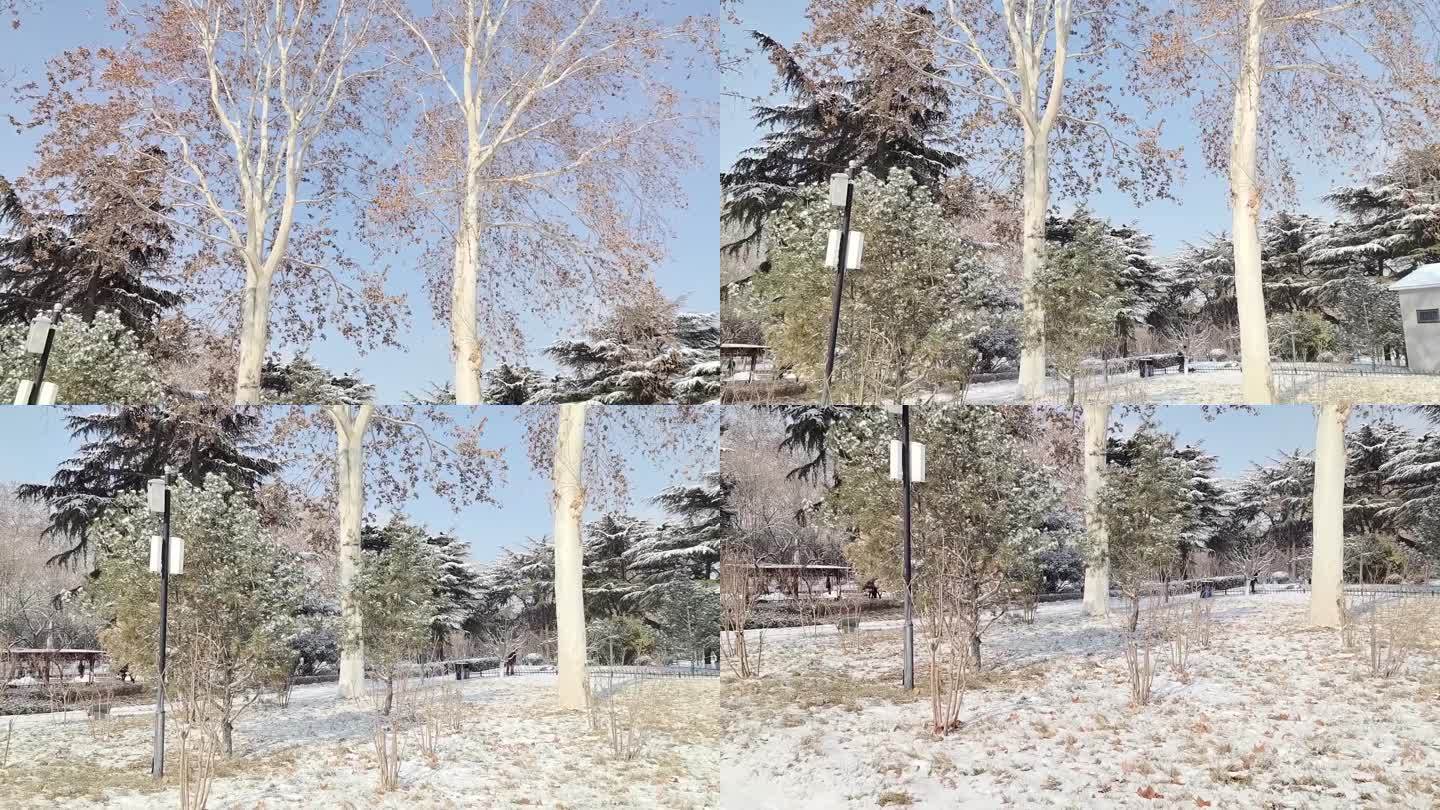 公园树木雪景视频空镜素材