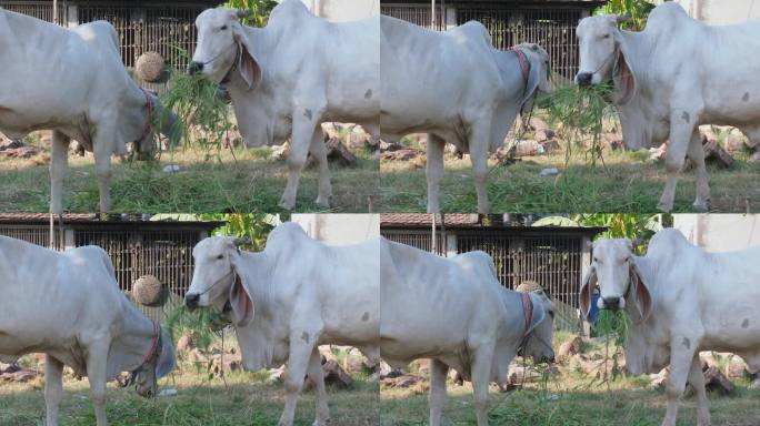 瘦骨嶙峋的白斑马被绳子绑在田野里吃草的特写