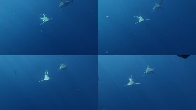 牛鲨和沙洲鲨并排游来游去