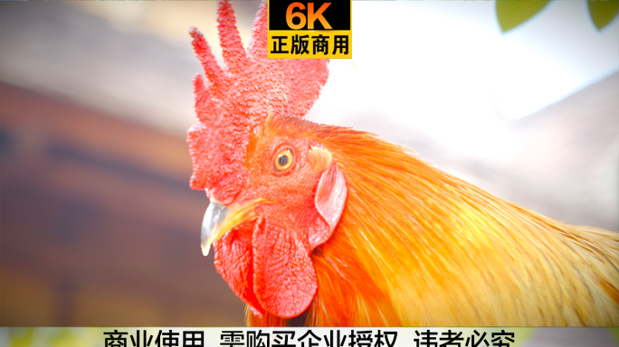 6K 高画质清晰质感 公鸡 鸡冠