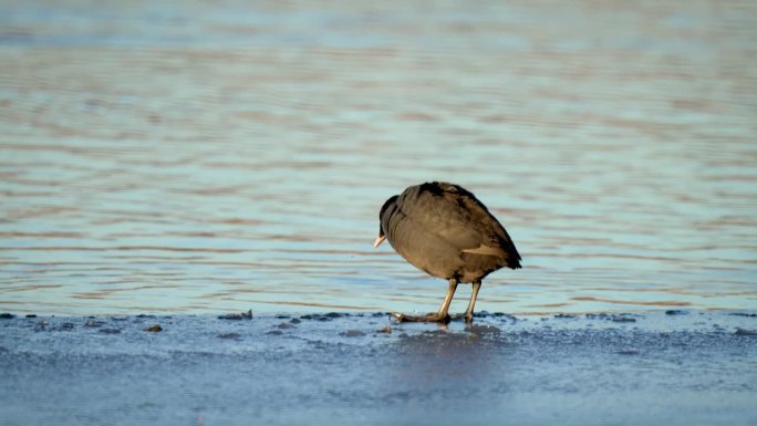 栖息在自然栖息地湖泊冰冻水边的鸟