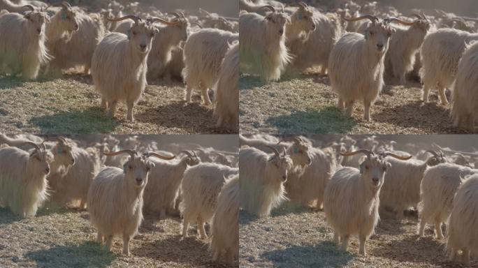 羊在羊圈中
