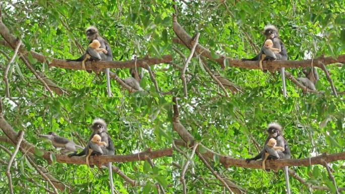 泰国热带荒野中的黑叶猴宝宝和妈妈