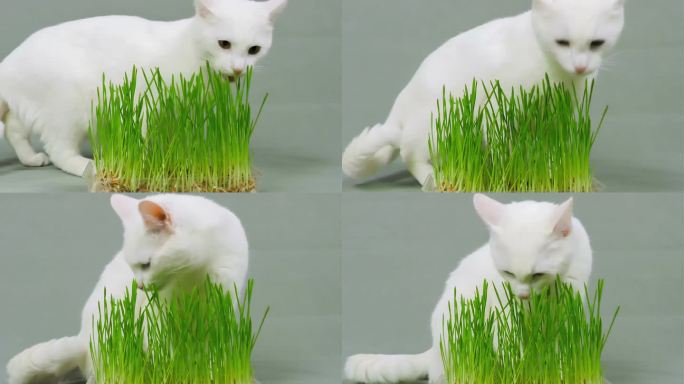 白猫吃小麦芽