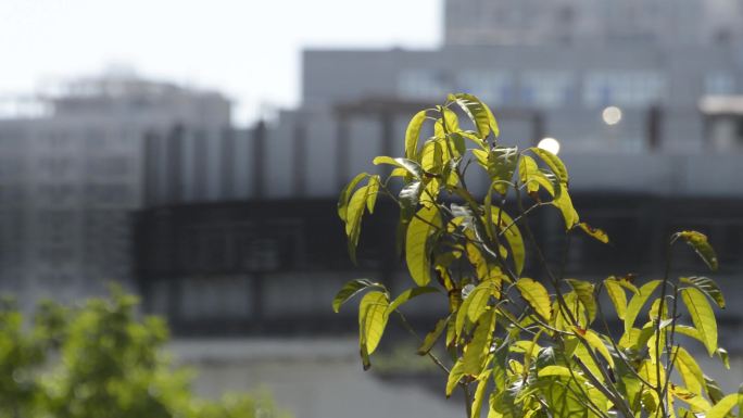 晌午的惬意生活，城市中树叶摇曳