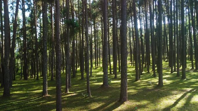 博凯欧松树园，一排排高耸的松树，风景如画的宁静自然区，人造森林美鸿山
