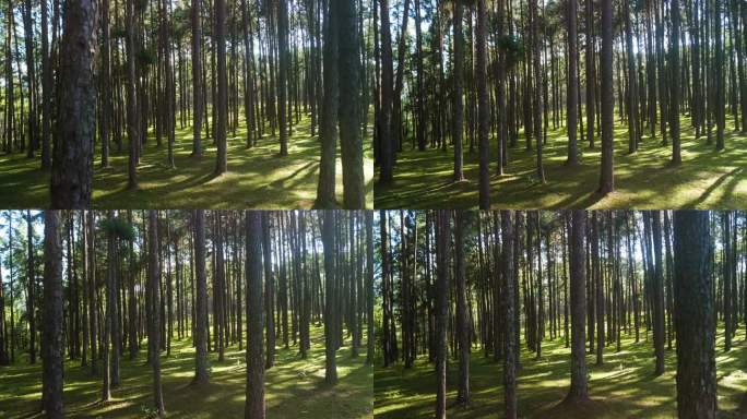 博凯欧松树园，一排排高耸的松树，风景如画的宁静自然区，人造森林美鸿山