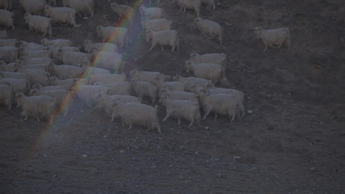 山羊羊群