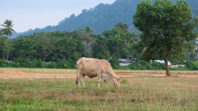泰国的牛正在田野里吃草