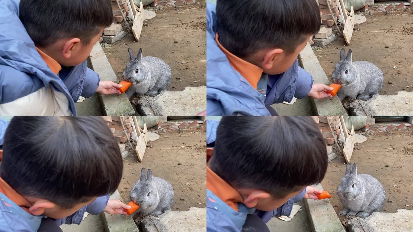 小孩子喂兔子家兔