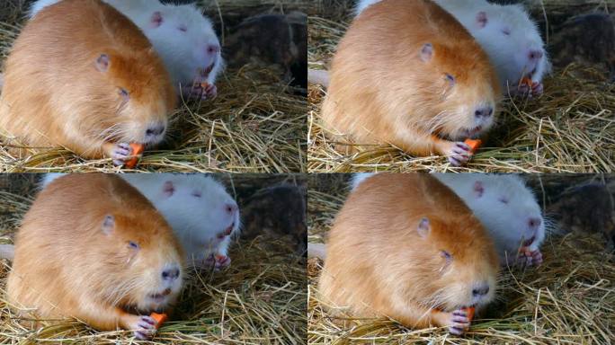 海狸鼠午餐吃水果啃食可爱