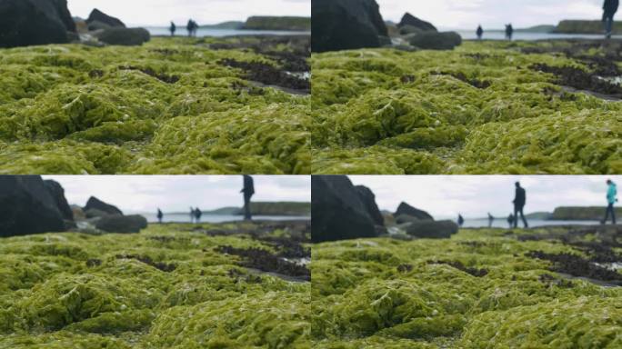 DOF:岩石海岸长满了绿色海藻，不知名的游客沿着海岸行走