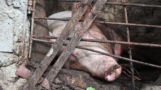 种猪，又肥又大，躺在地上，在猪圈里。其中通风好，给农畜观念好。
