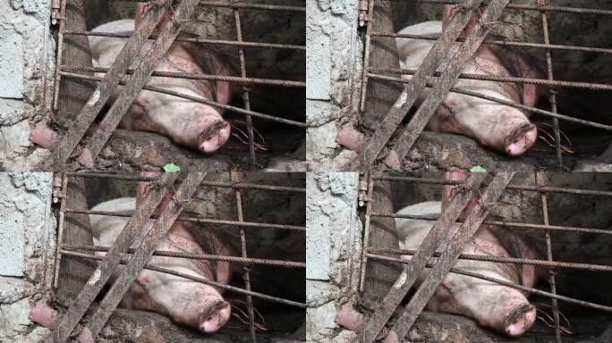 种猪，又肥又大，躺在地上，在猪圈里。其中通风好，给农畜观念好。