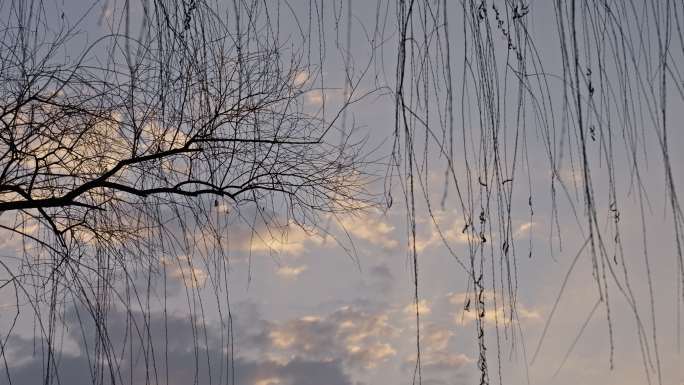 正月里早上西湖边的杨柳和天空的云