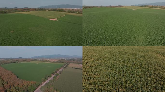 农业玉米地航拍4K