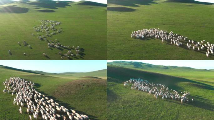 4K草原牧场羊群