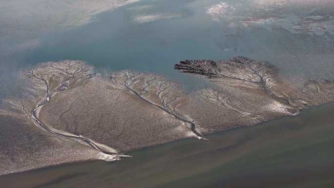 钱塘江大潮观潮潮汐树震撼的大地之树