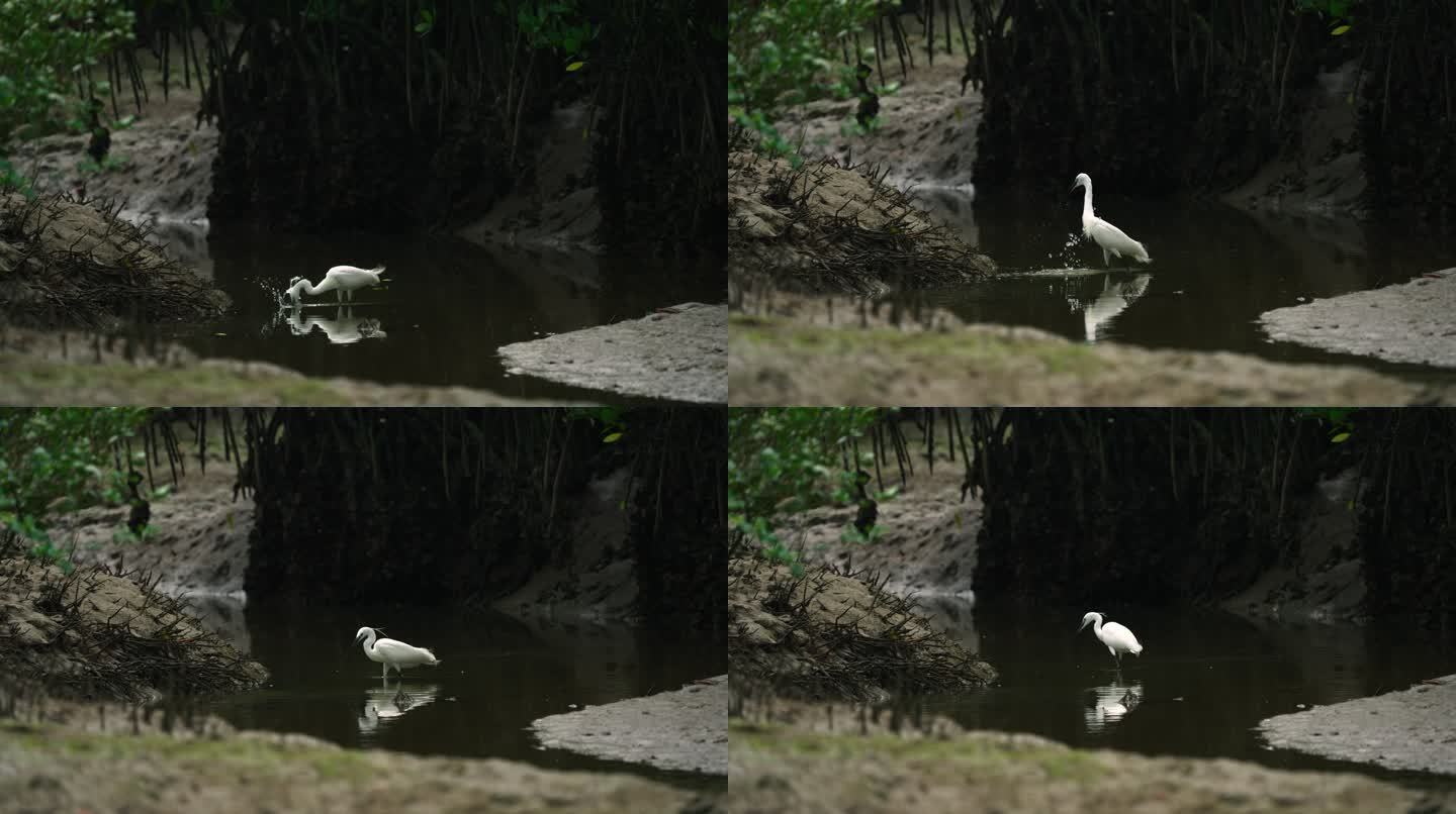 湿地小白鹭捕鱼-升格动画