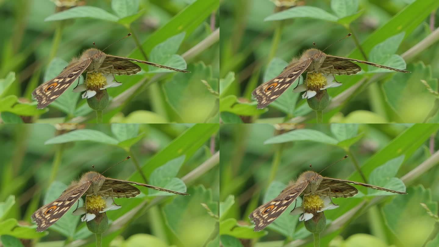 孔雀三色蝶栖息在绿叶上。