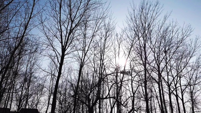冬天 树木