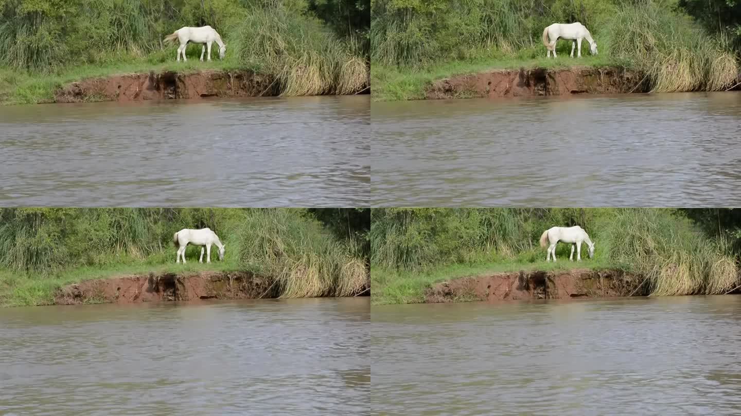 夏天的场景，一匹白马在潘帕河岸边吃草。阿根廷的景观。