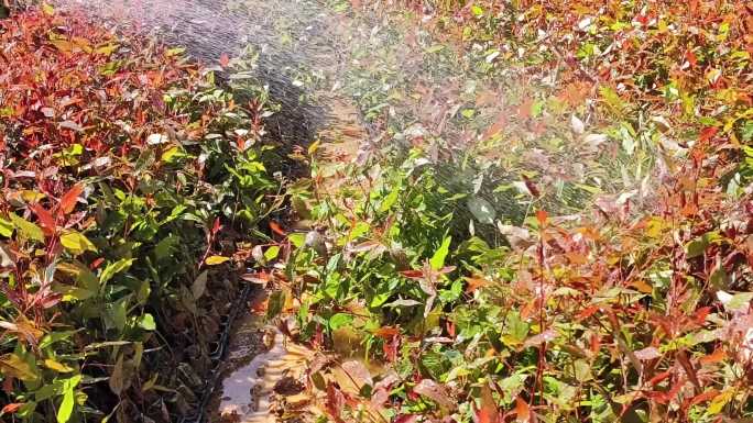 人工灌溉喷洒 灌溉喷淋喷水灌溉树种种植
