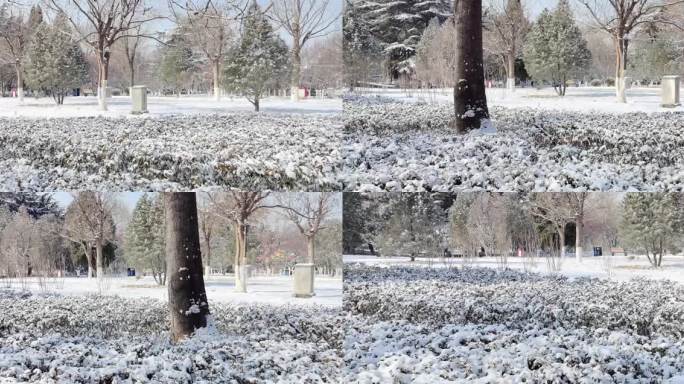 路边公园雪景植被视频空镜素材