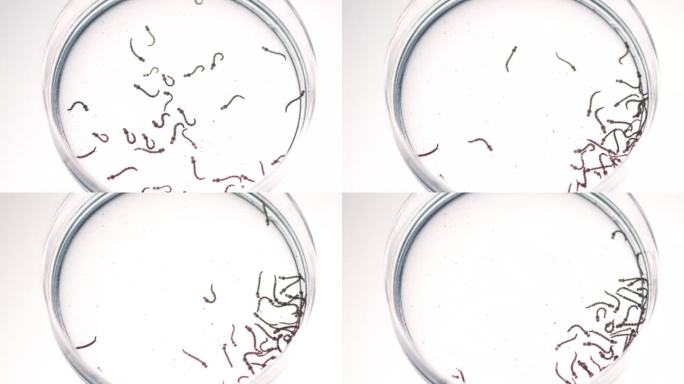黑蝇幼虫研究:在实验室培养中旺盛的生命