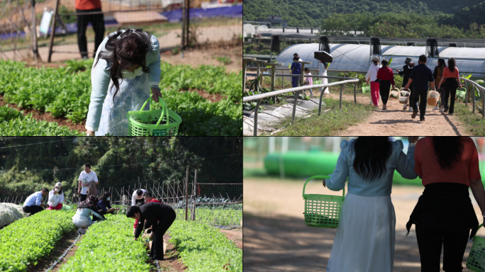 菜地里摘菜