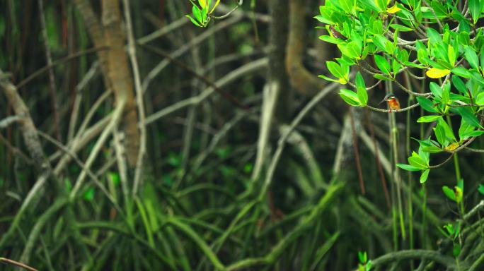 红树林翠鸟-升格动画