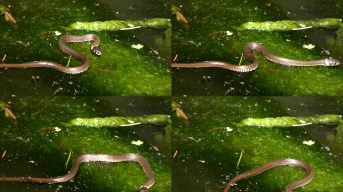 草蛇在水生植物上爬行并离开画面，中景。